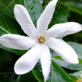 Hoa Dành Dành Tahiti (Tiare Flower)